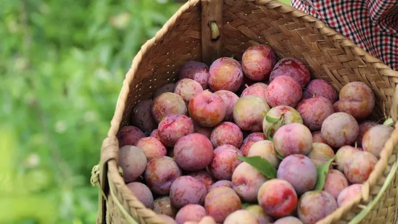 100g mận bắc bao nhiêu calo? Ăn mận bắc có béo không?