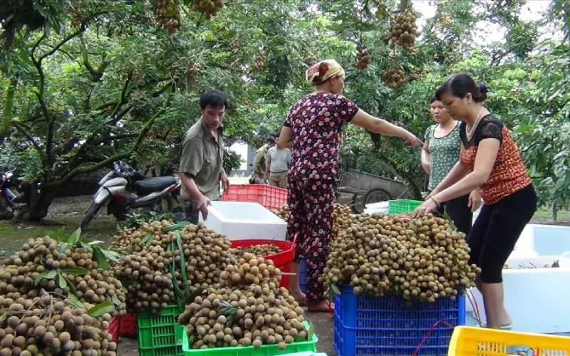 8 cách bảo quản nhãn tươi lâu, cách bảo quản nhãn trong tủ lạnh