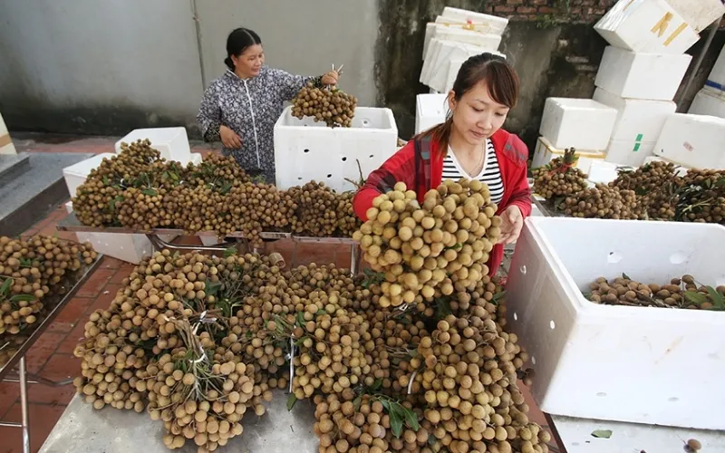 8 cách bảo quản nhãn tươi lâu, cách bảo quản nhãn trong tủ lạnh