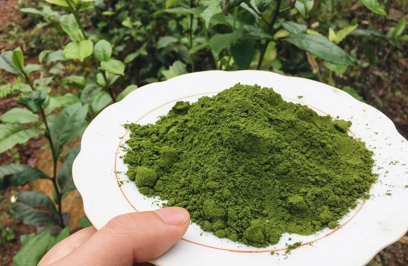 Bột matcha và bột trà xanh có phải là một? Cách dùng ra sao?