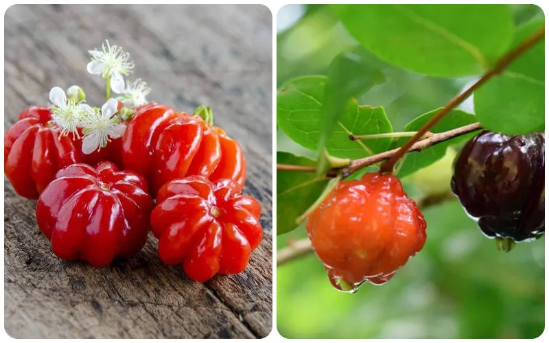 Các loại Cherry phổ biến trên thế giới được ưa chuộng nhất