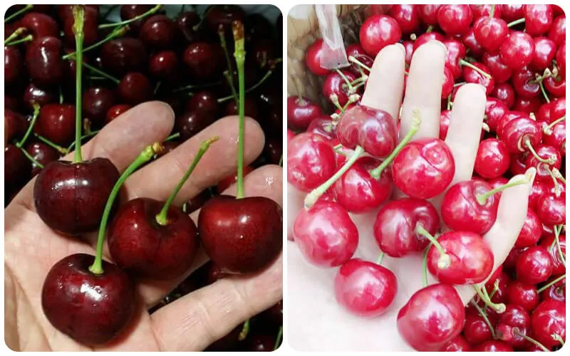 Các loại Cherry phổ biến trên thế giới được ưa chuộng nhất