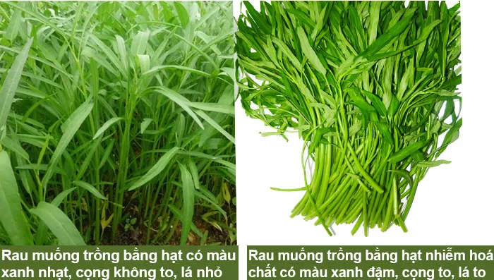 Cách chọn rau muống sạch, không nhiễm hóa chất