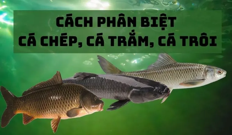 Cách phân biệt cá chép, cá trắm, cá trôi cho hội chị em nội trợ