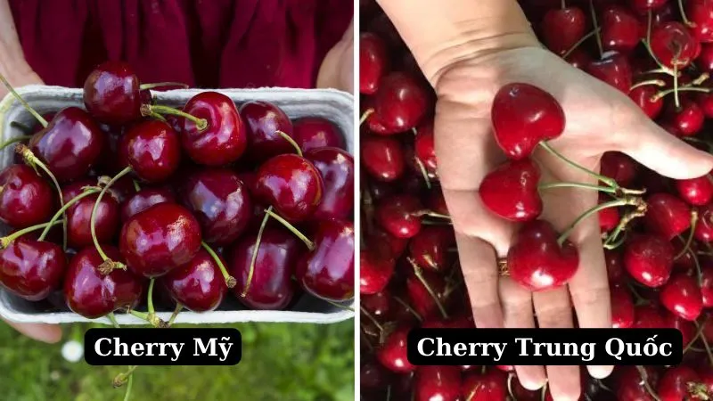 Cách phân biệt Cherry Mỹ và Cherry Trung Quốc chính xác nhất