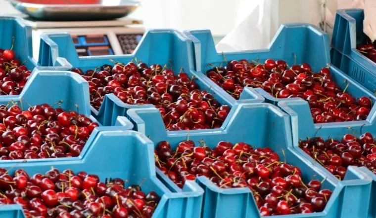 Cách phân biệt size Cherry – Cách chọn Cherry ngon theo size