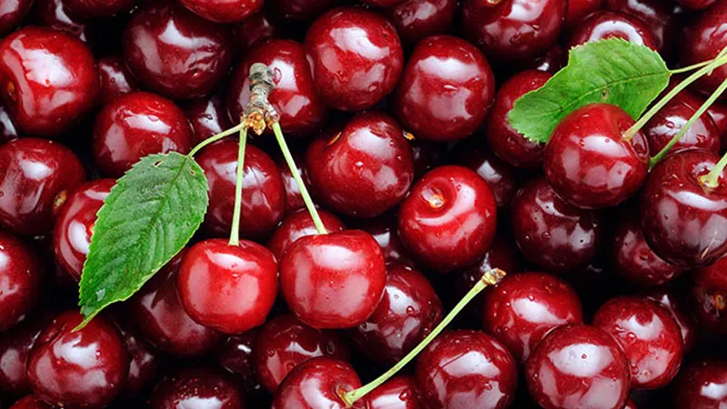 Cherry để được bao lâu? Cách bảo quản Cherry tươi lâu tại nhà