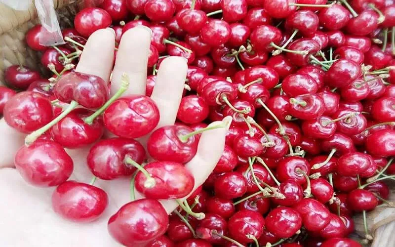 Cherry Trung Quốc: Đặc điểm, phân loại, giá Cherry Trung Quốc