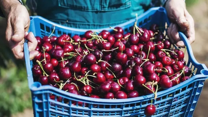 Cherry Trung Quốc: Đặc điểm, phân loại, giá Cherry Trung Quốc