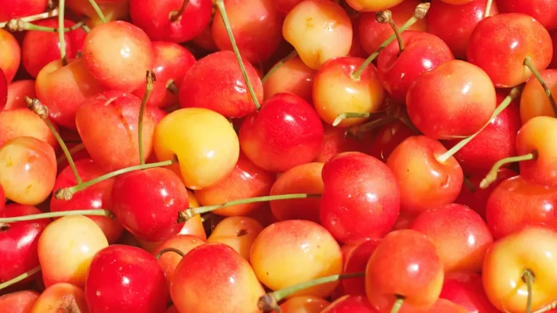 Cherry vàng có ngon không? Bao nhiêu 1 kg? Mua ở đâu?