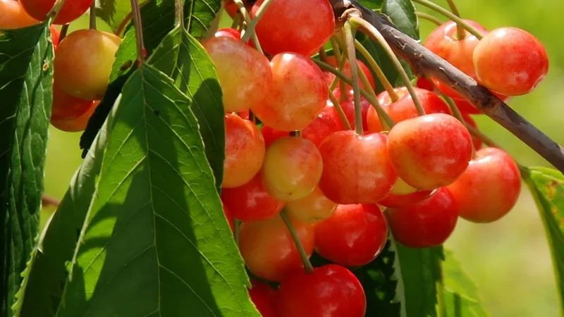 Cherry vàng có ngon không? Bao nhiêu 1 kg? Mua ở đâu?