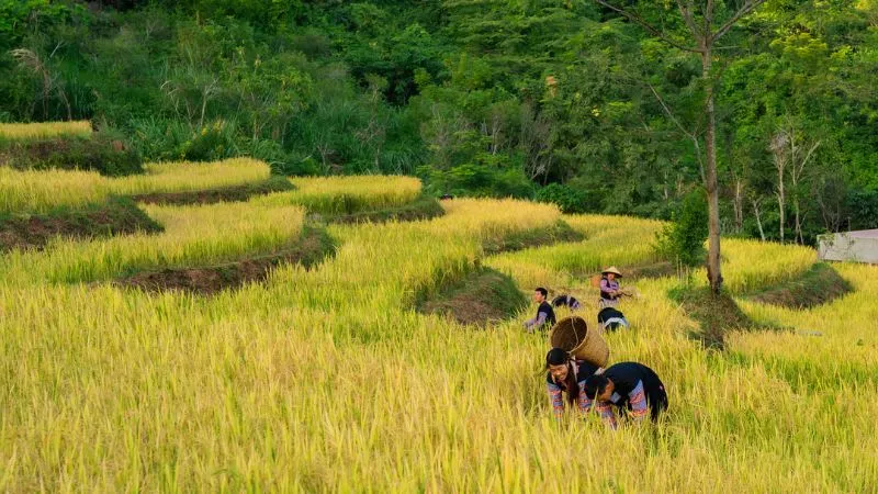 Đặc sản Hòa Bình: Top 15 đặc sản ngon nên thử và mua làm quà