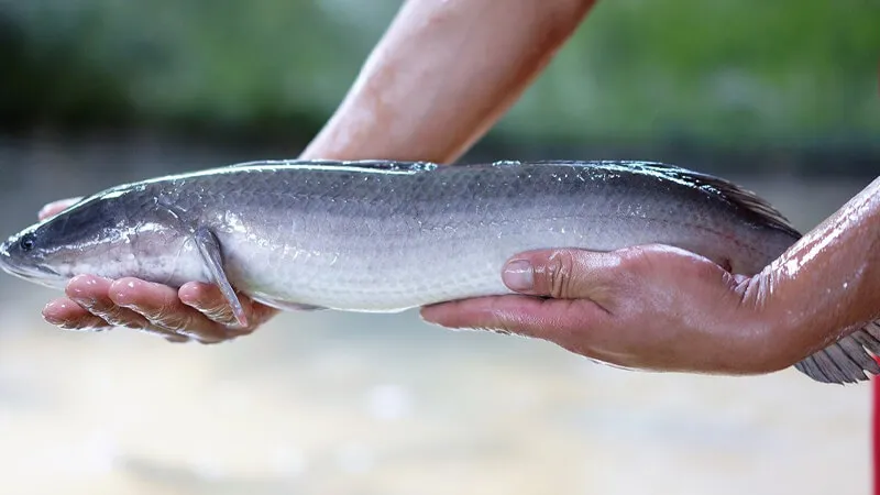 Đây là thực đơn ăn dặm với cá lóc không tanh, giúp bé tăng cân đều đều