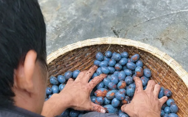 Loại quả gắn liền tuổi thơ đang gây ‘sốt’ chỉ có người sành ăn mới biết