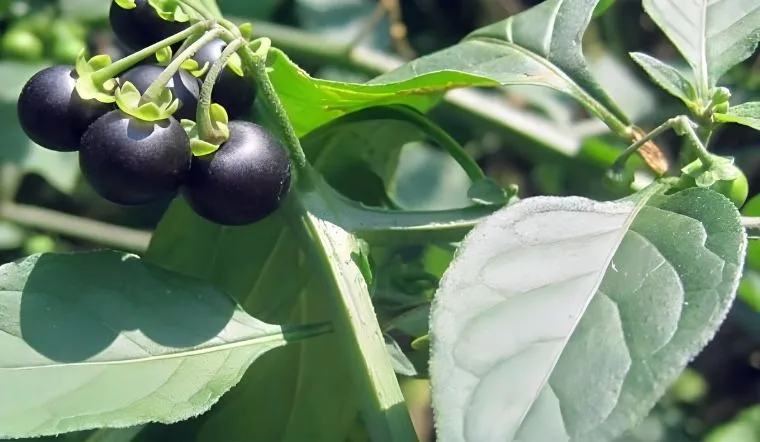 Loại rau mọc hoang chỉ 30.000 đồng/kg ‘cháy’ hàng vì có nhiều lợi ích