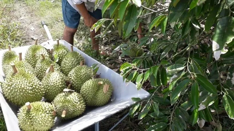 Mẹo bảo quản sầu riêng chín trong tủ lạnh không bị bốc mùi