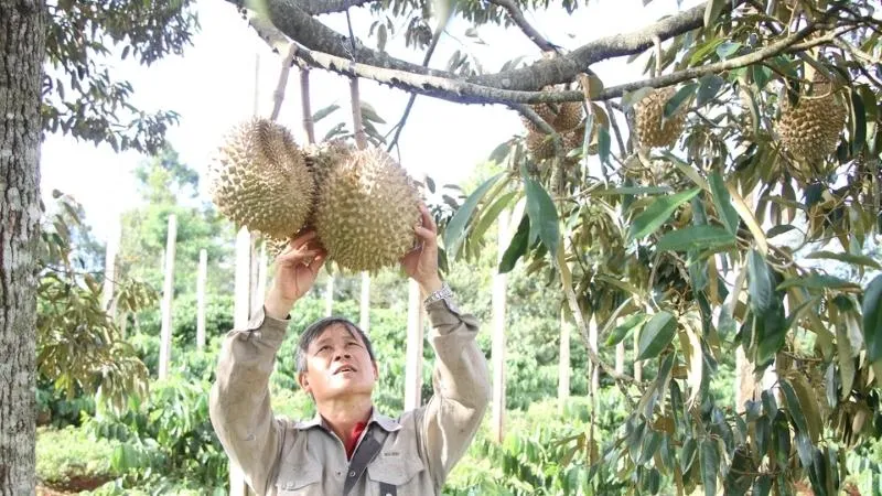 Mùa sầu riêng vào tháng mấy? Bắt đầu và kết thúc khi nào?