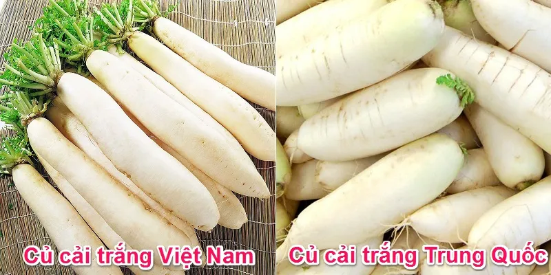 Nhận biết củ cải trắng Trung Quốc và cách chọn củ cải ngon