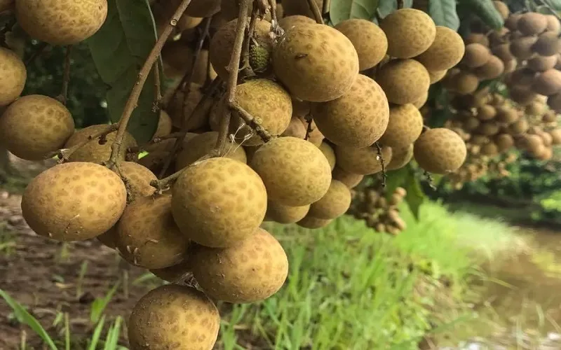 Nhãn có bao nhiêu calo? Ăn nhãn có béo không?