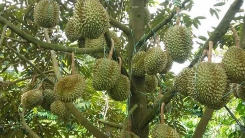 Sầu riêng musang king là gì? Cách chọn sầu riêng musang king ngon