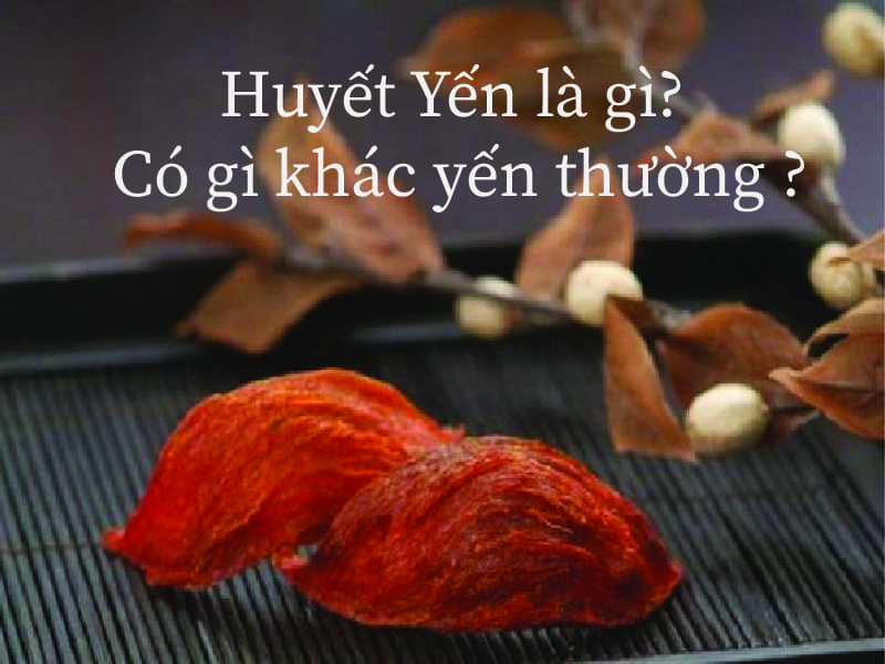 Huyết yến là gì? yến huyết có gì khác yến thường?