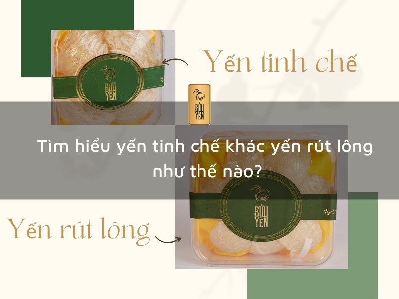 Tìm hiểu yến tinh chế khác yến rút lông như thế nào?