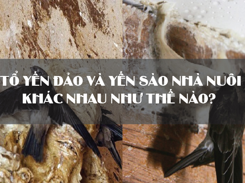 Tổ yến đảo và yến sào nhà nuôi có gì khác nhau? Loại nào tốt hơn?