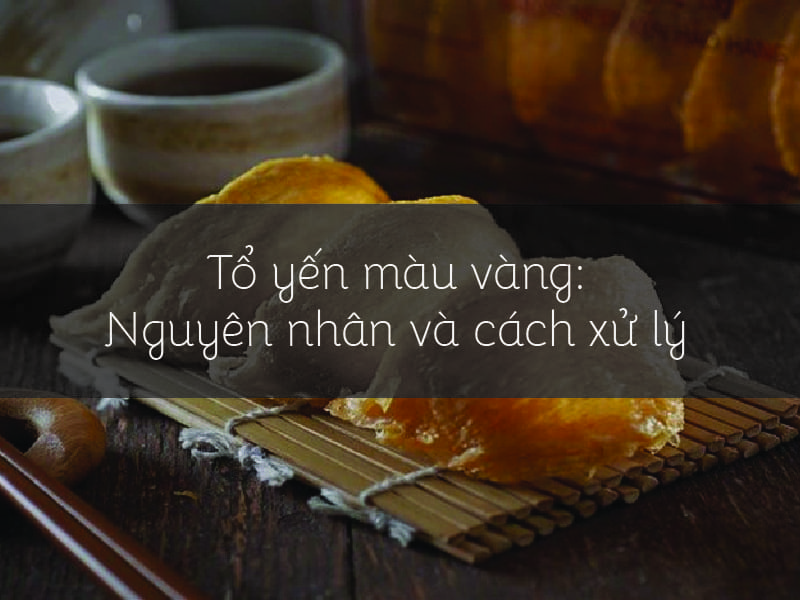 Tổ yến màu vàng: Nguyên nhân và cách xử lý 